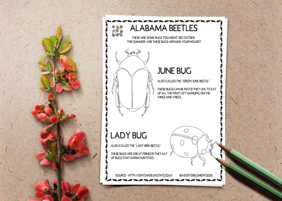 Nature coloring pages alabama beetles june bug lady bug bug coloring worksheet
