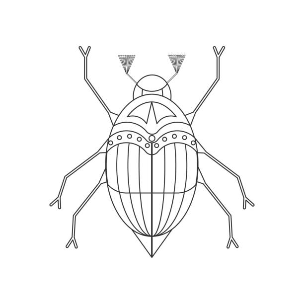 June bug drawing stock illustrations royalty