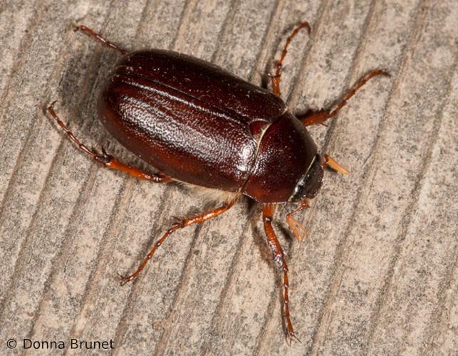 May beetles june bugs missouri department of conservation