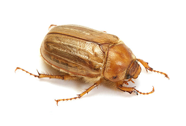 June bug photos pictures and background images for free download