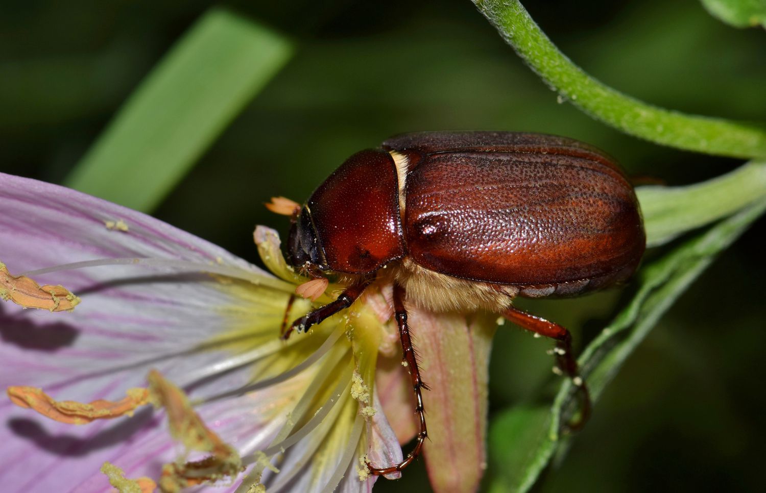 What is a june bug