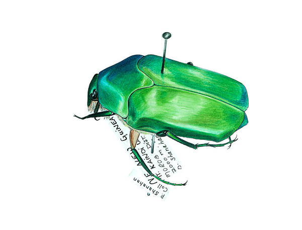June bug art print by andrea keating