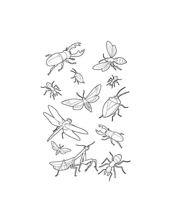 Bug coloring page bugs and insects printable digital download cute bugs art activity