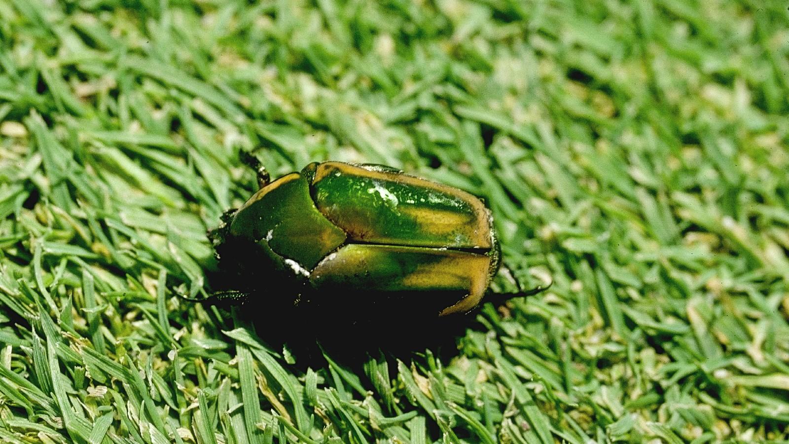 Green june beetle