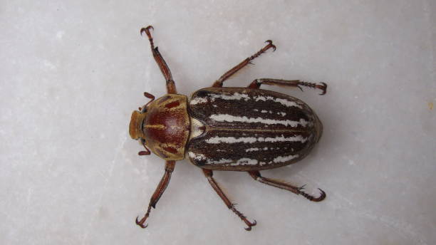 Striped june bug stock photos pictures royalty