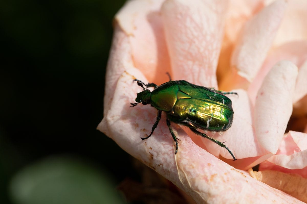 June bugs types photos facts how to get rid of them