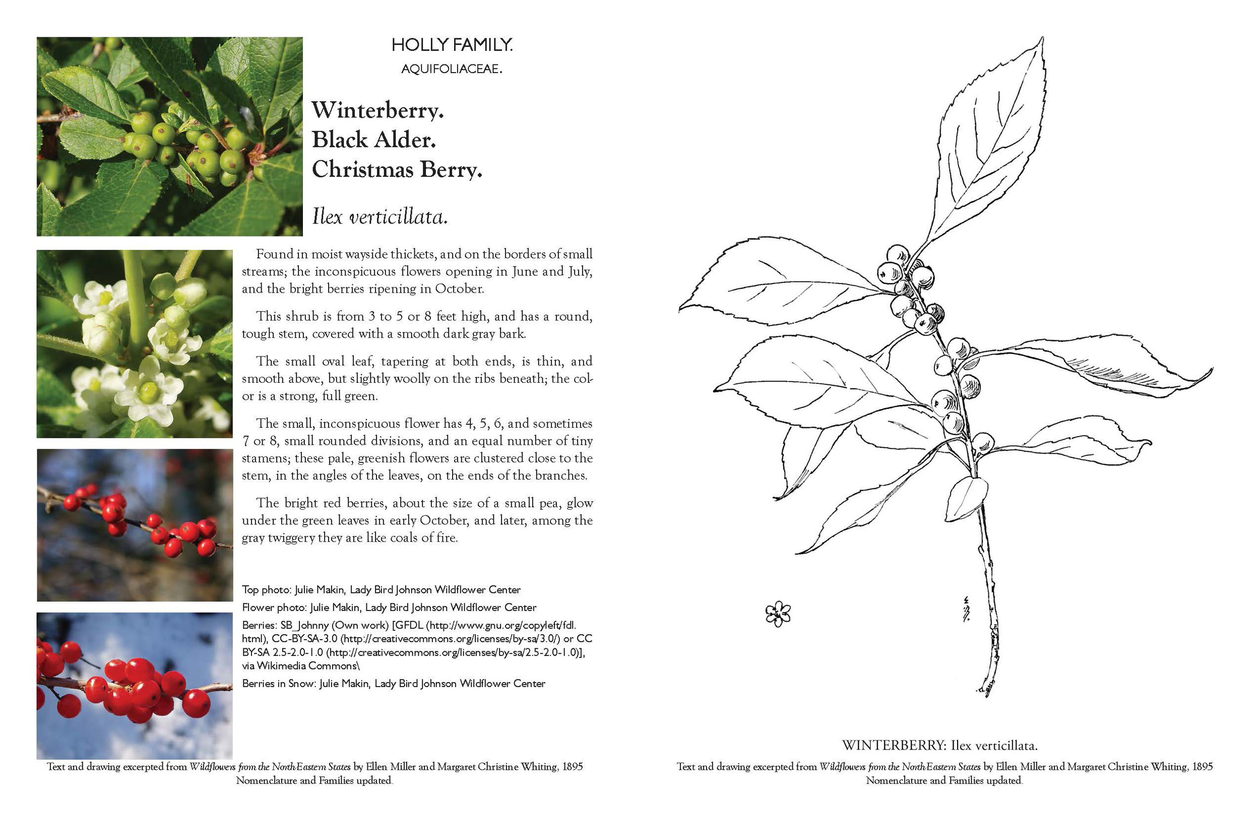 Rhode island wild flower coloring pages â searle design group landscape architects