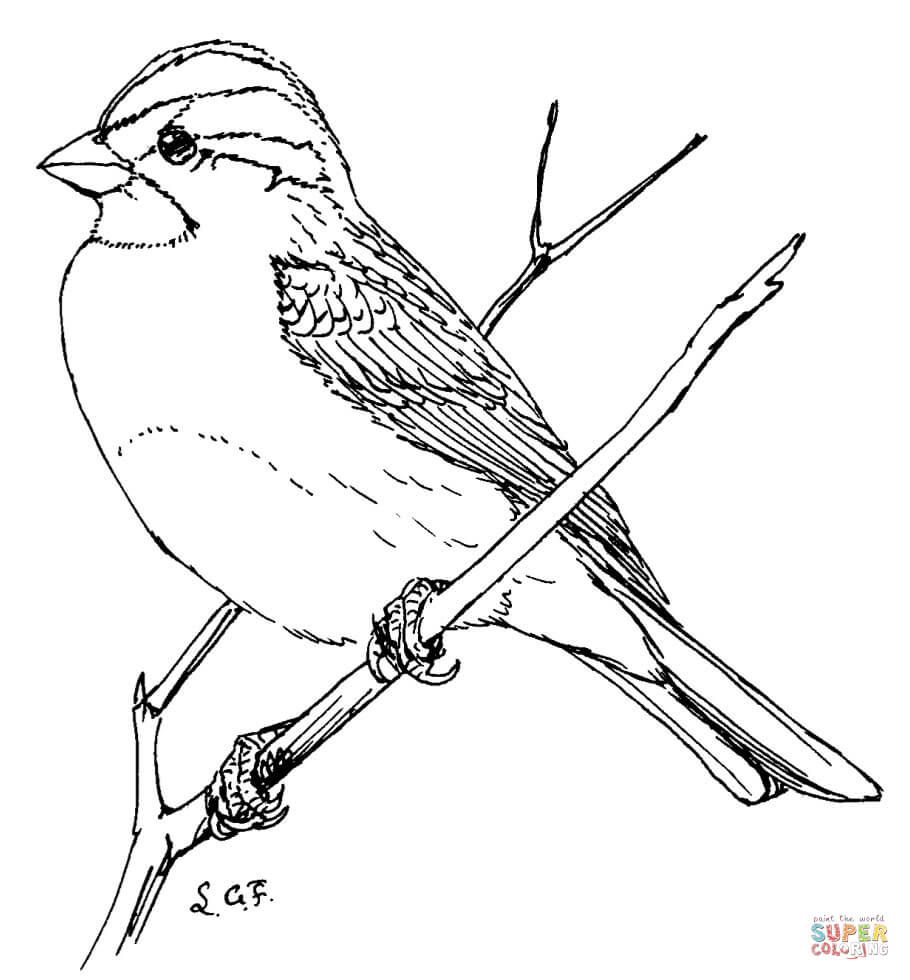 White throated sparrow coloring page from sparrows category select from printable crafts of cartoâ bird coloring pages free coloring pages coloring pages