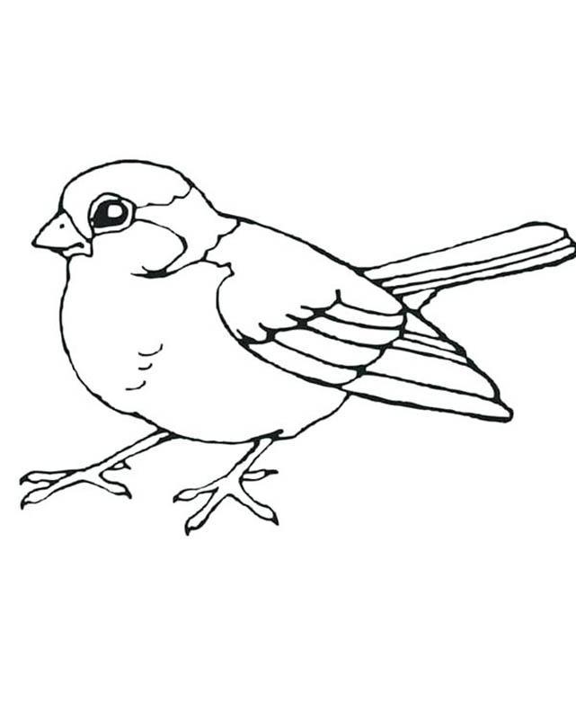 Sparrow coloring pages
