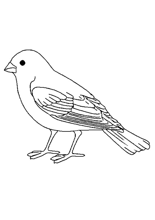 Coloring pages printable sparrow coloring pages for kids