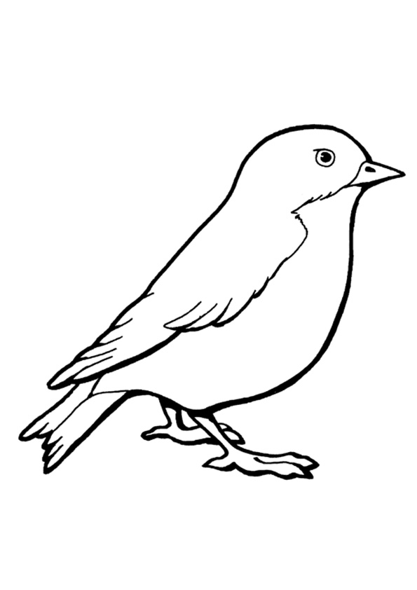 Coloring pages free printable sparrow colouring sheet for kids