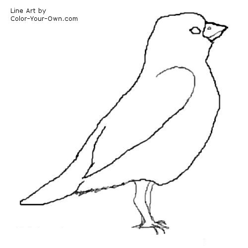 Sparrow coloring page