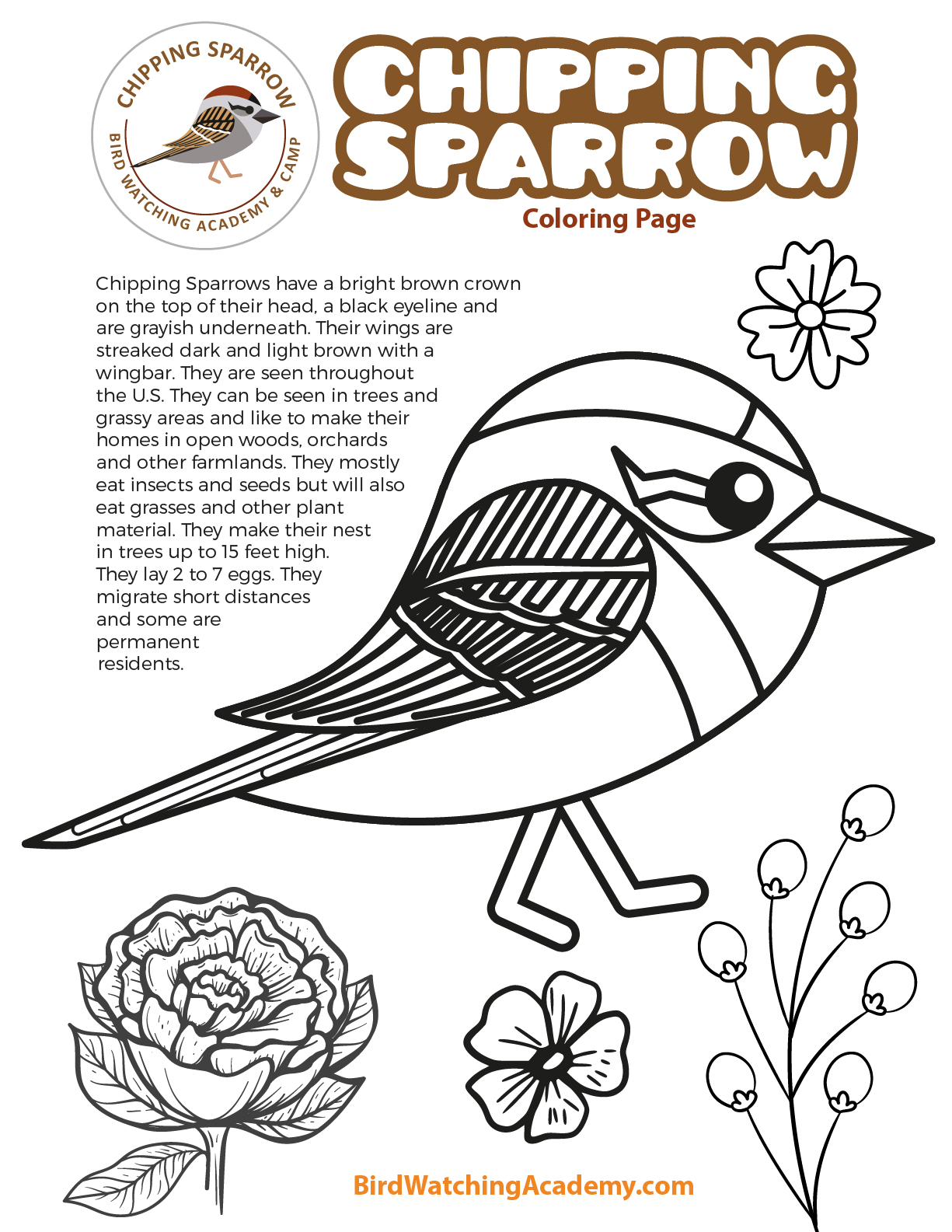 Chipping sparrow coloring page