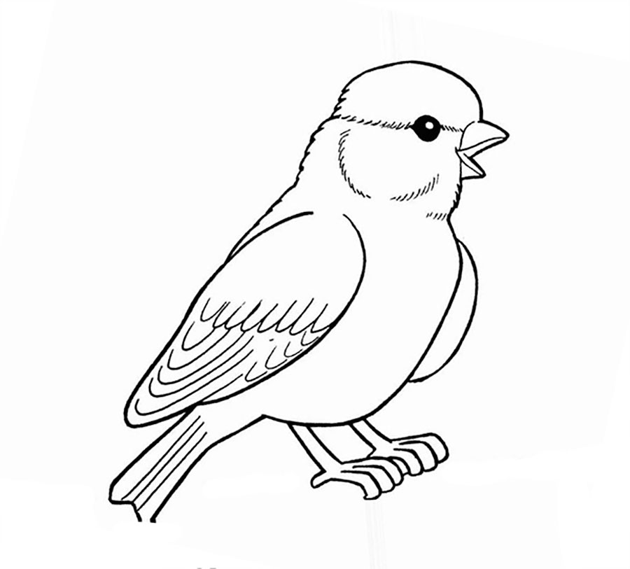 Sparrow coloring pages