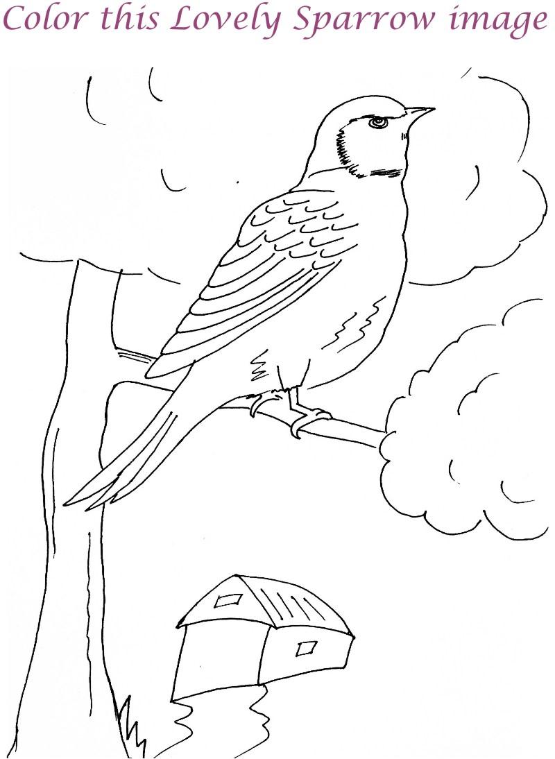Sparrow printable coloring page for kids