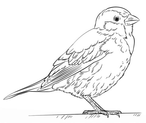 House sparrow coloring page free printable coloring pages sparrow drawing bird drawings bird coloring pages