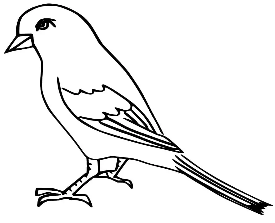Sparrow malvorlagen