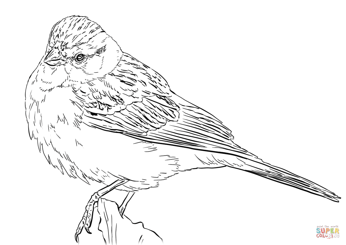 Chipping sparrow coloring page free printable coloring pages coloring pages free printable coloring pages free printable coloring
