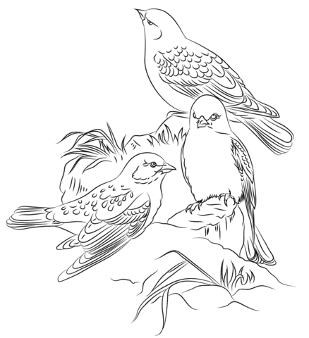 Sparrows coloring pages free coloring pages