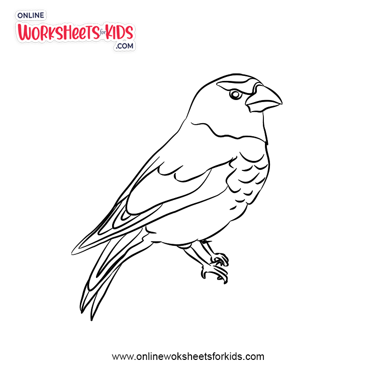 Sparrow coloring