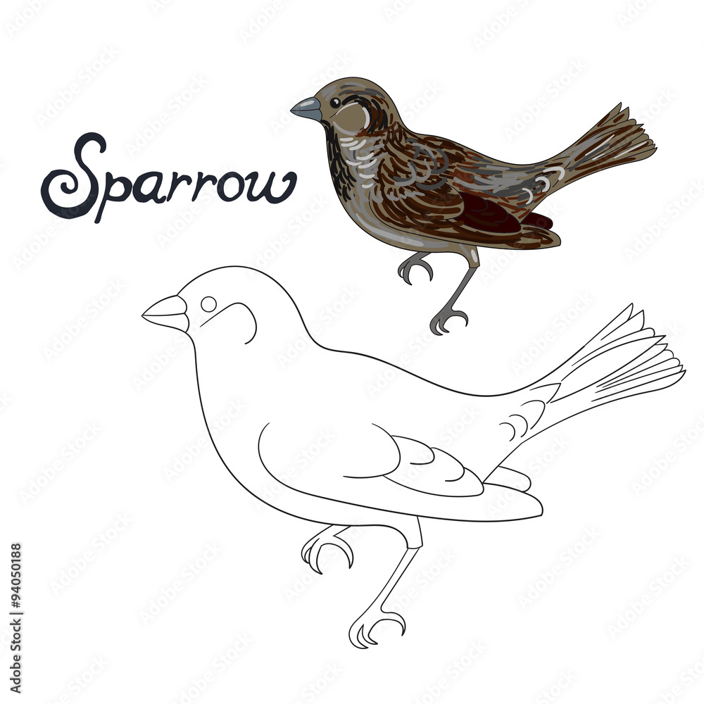 Educational game coloring book sparrow bird vector