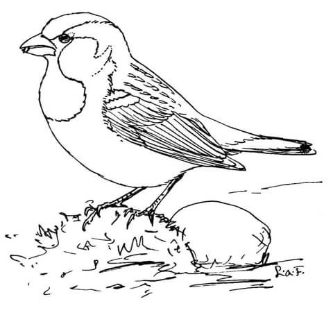 House sparrow coloring page free printable coloring pages bird coloring pages coloring pages house sparrow