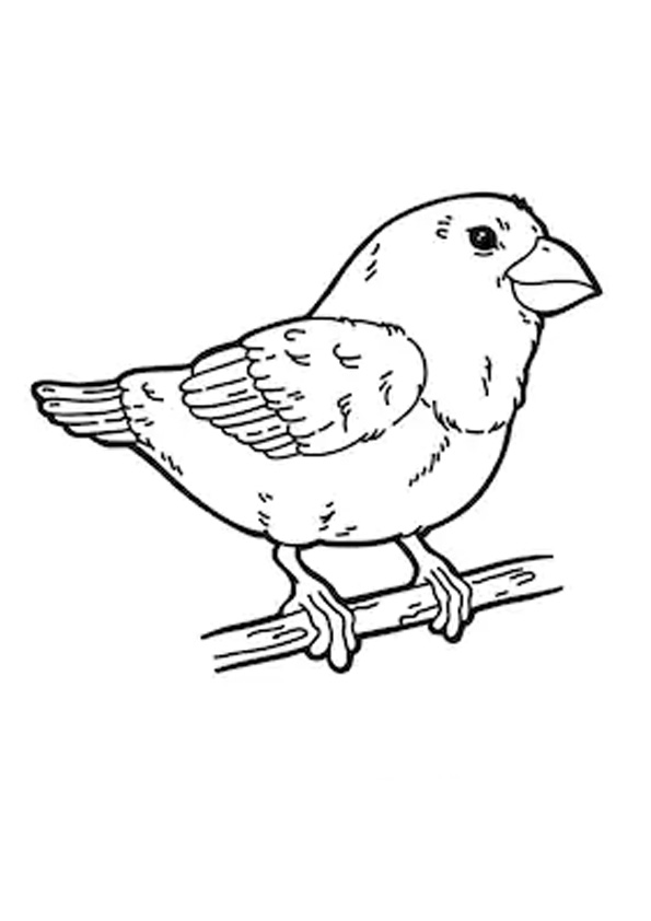 Coloring pages sparrow drawing coloring pages for kids