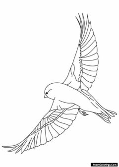 Sparrow coloring pages to print