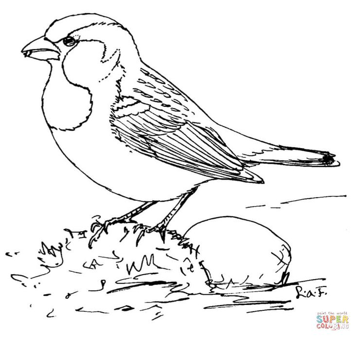 House sparrow bird coloring pages coloring pages house sparrow