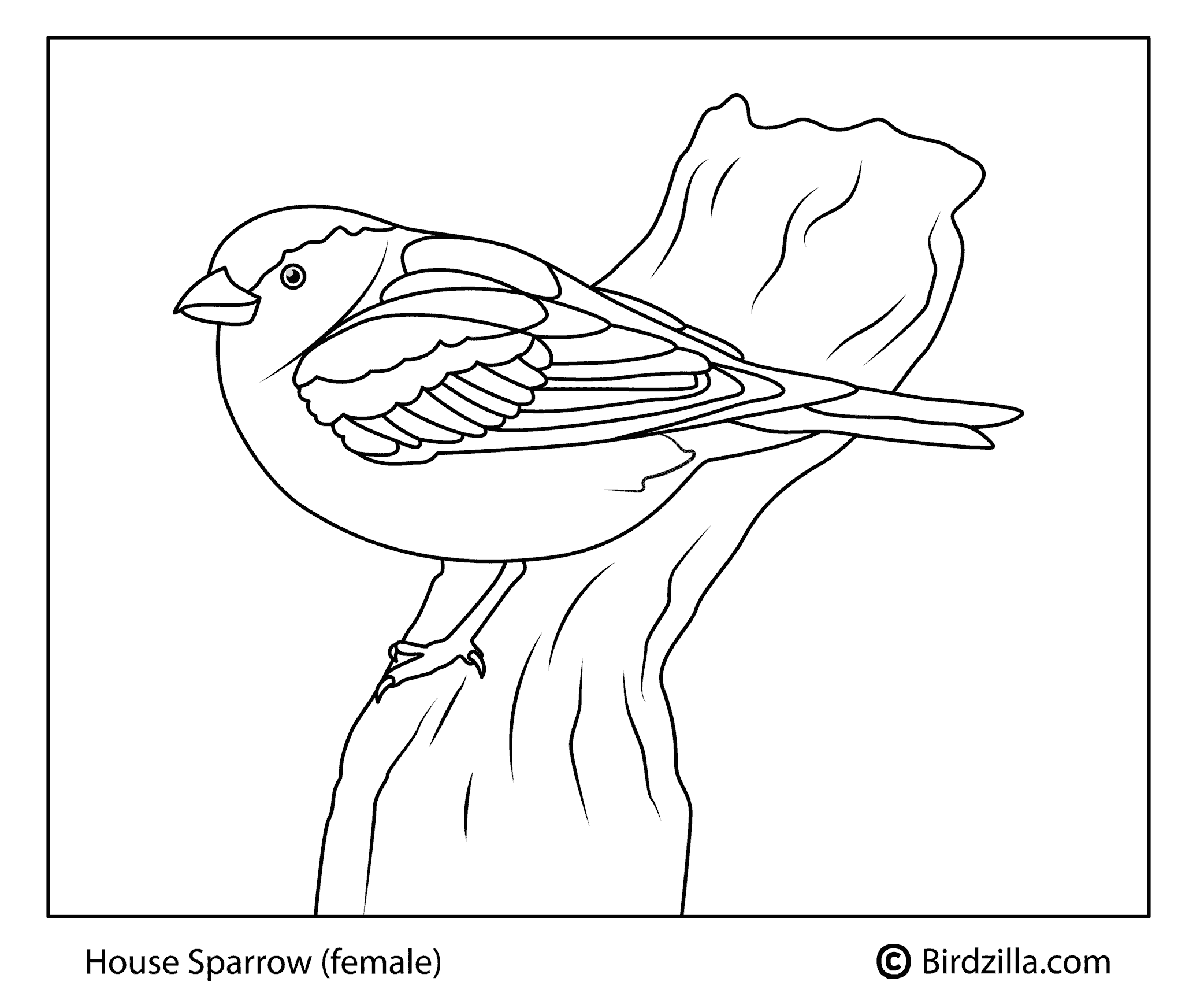Bird coloring pages