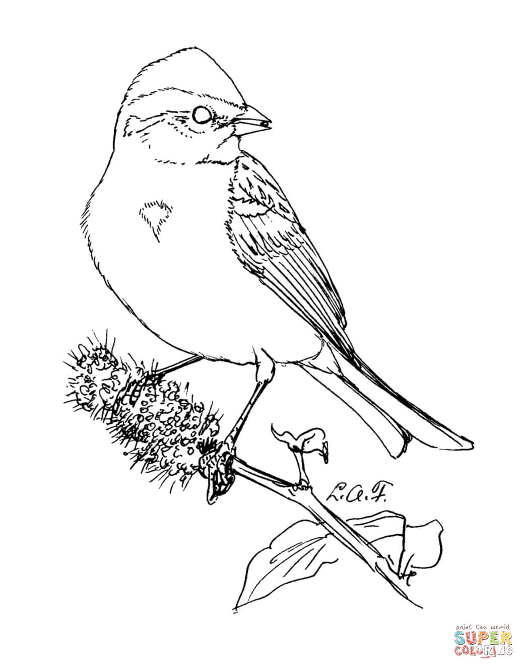 American tree sparrow coloring page free printable coloring pages