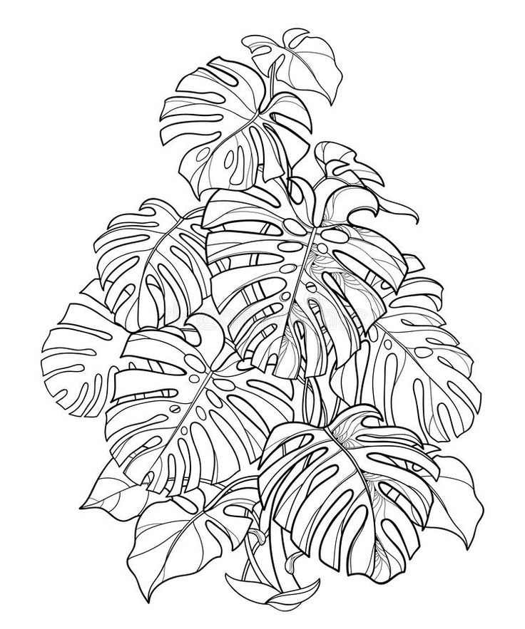 Vector bush of outline tropical monstera or swiss cheese plant in black isolated on white background ornate â line art drawings outline drawings plant sketches