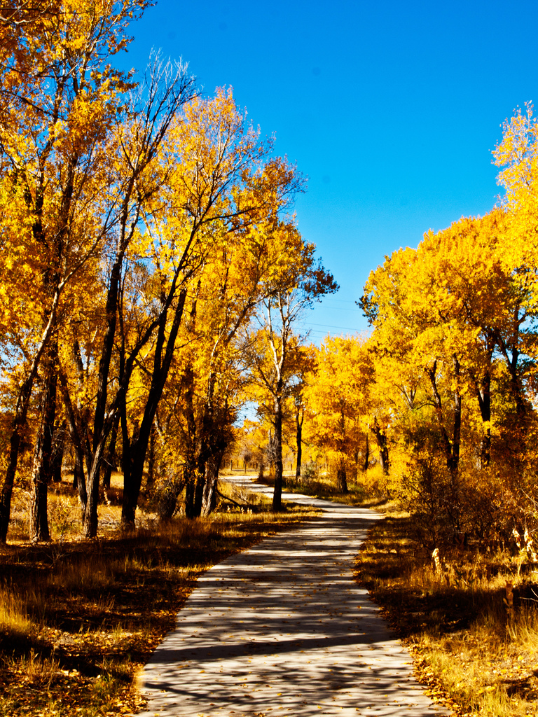 Wyoming state tree plains cottonwood