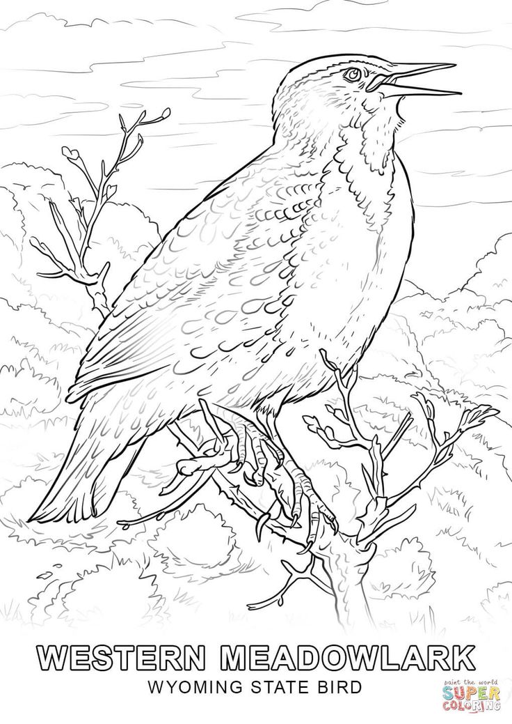 Bird coloring pages flag coloring pages kansas state bird