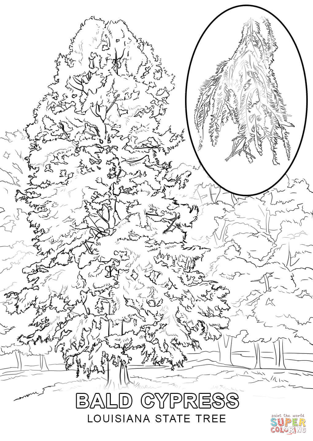 Louisiana state tree coloring page free printable coloring pages