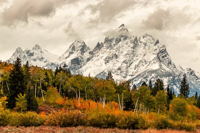 Fall color