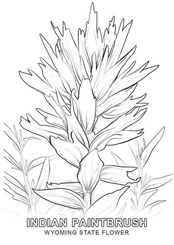 Wyoming state flower coloring page free printable coloring pages
