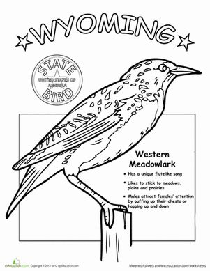 Wyoming state bird worksheet education state birds wyoming state wyoming