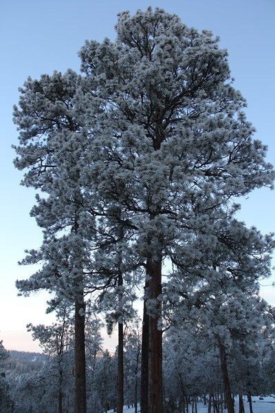 Trees and shrubs
