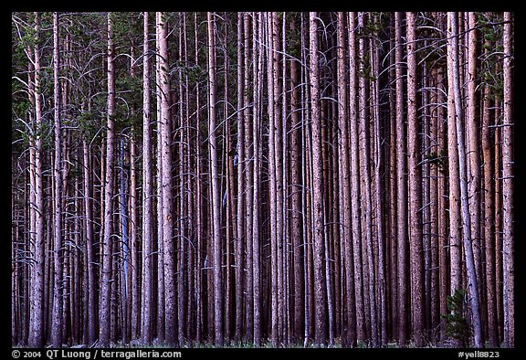 Picturephoto densely clustered lodgepine tree trunks dusk yellowstone national park
