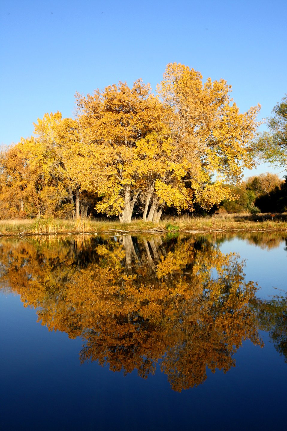 Public domain picture free high resolution photo of fall trees by a lake the tree leaves are turning a beautiful gold or auburn color and there is cloudless blue sky above