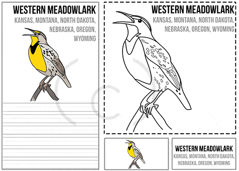 State birds activity pack