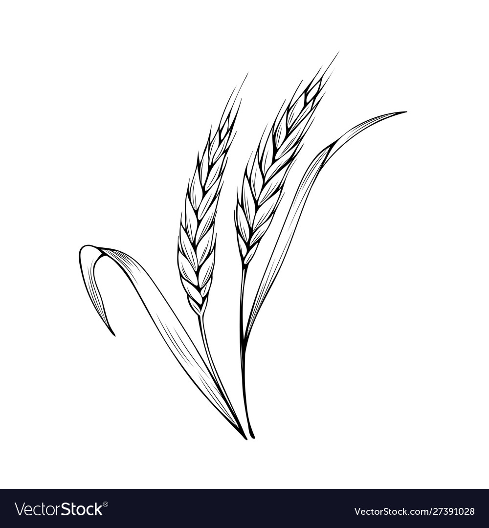 Wheat spikelet coloring book royalty free vector image