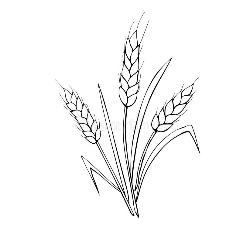 Vector outline spikelet of wheat isolated on white background hand drawn contour clipart in doodle style stock vector