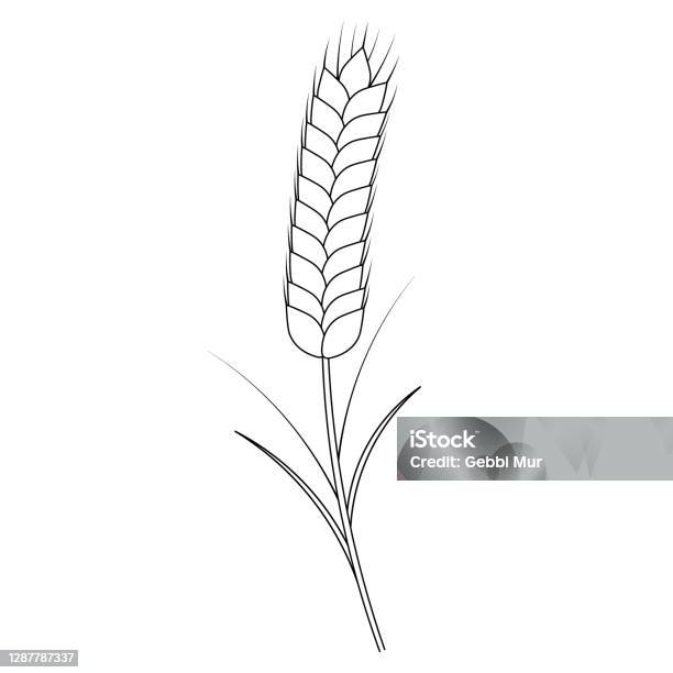 Ear of wheat a cereal crop needed to make flour vector illustration outline on an isolated