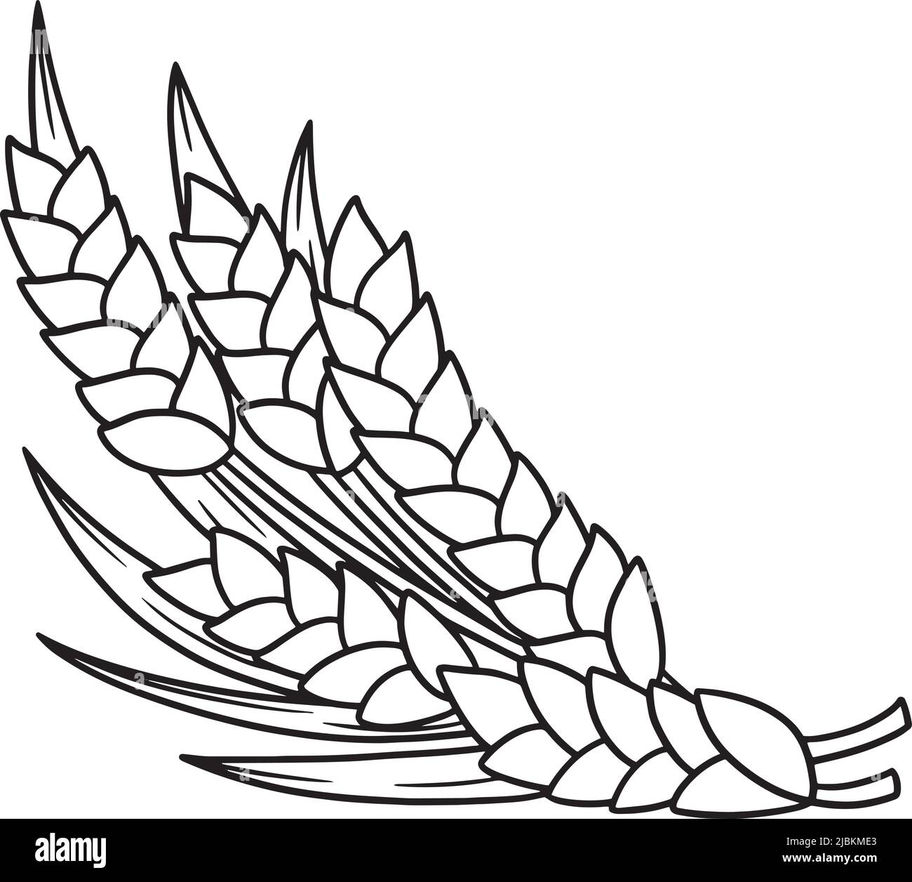Thanksgiving harvest wheat isolated coloring page stock vector image art