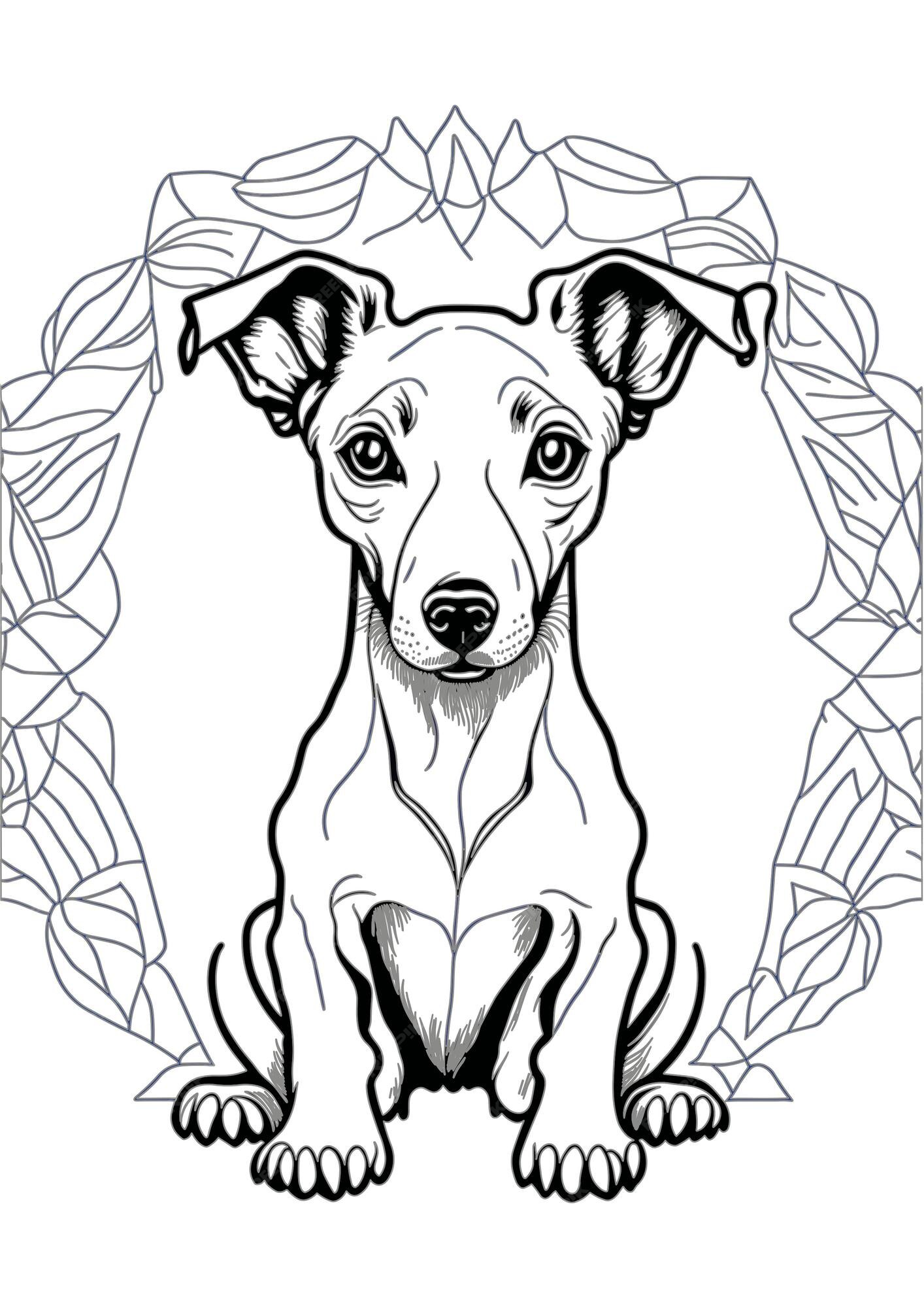 Premium vector vector dog outline coloring page coloring book illustration whippet