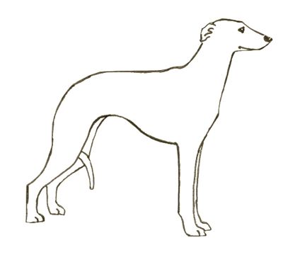 Whippet coloring pages