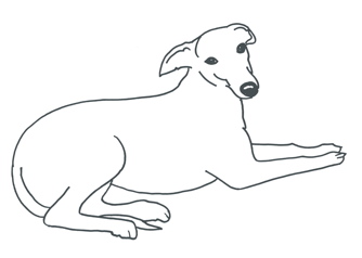 Whippet clipart