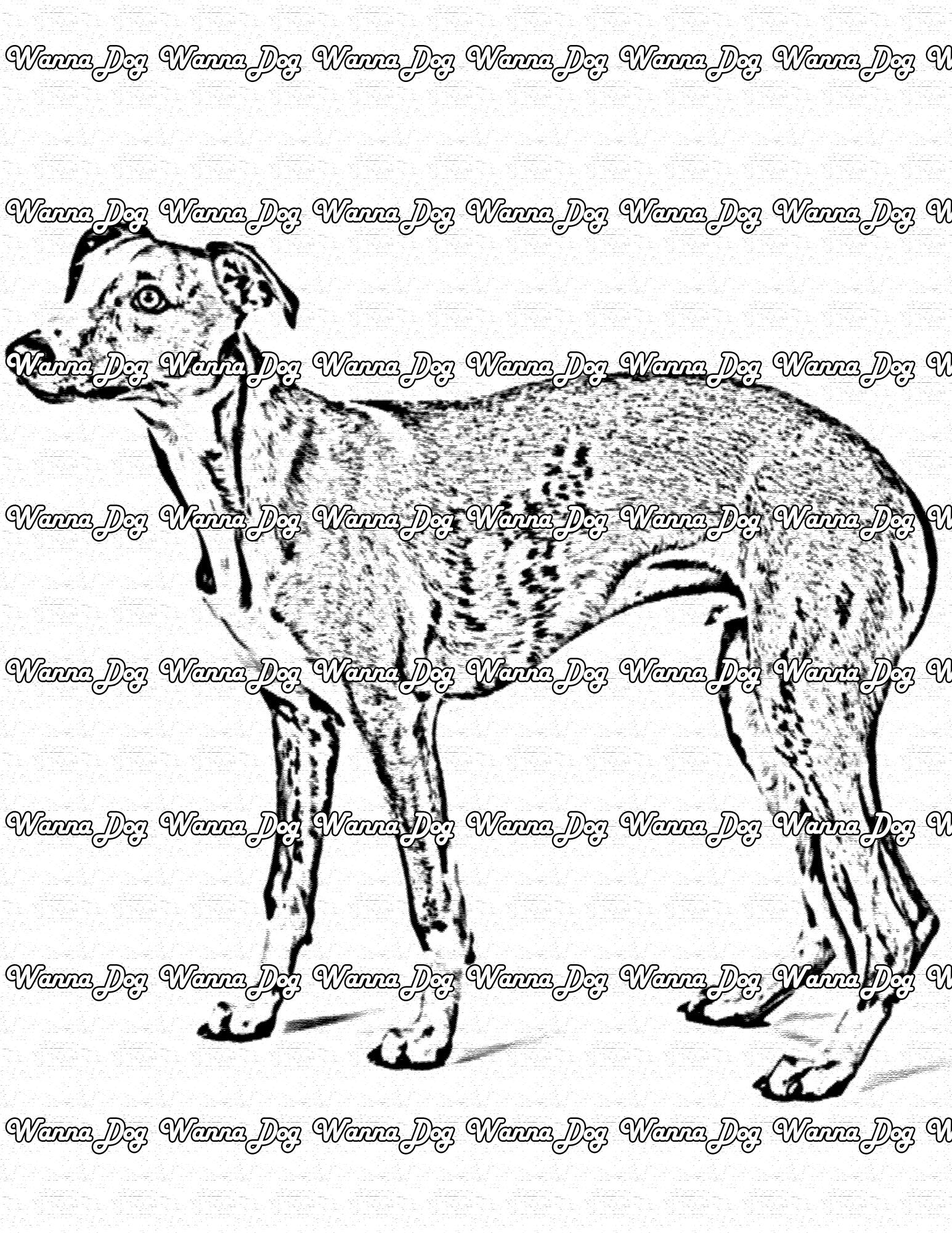 Whippet coloring pages â wanna dog